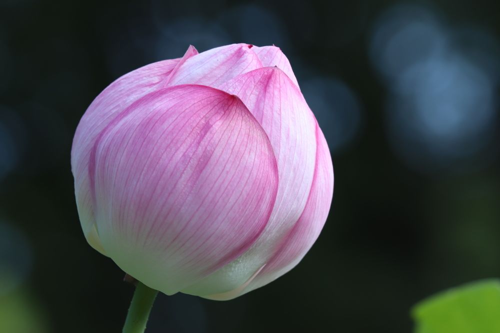 Photograph by Se Lena