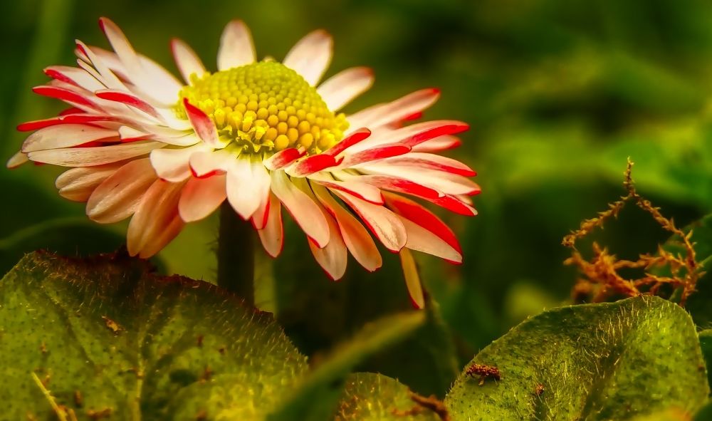 Photograph by Dragos Ivanel