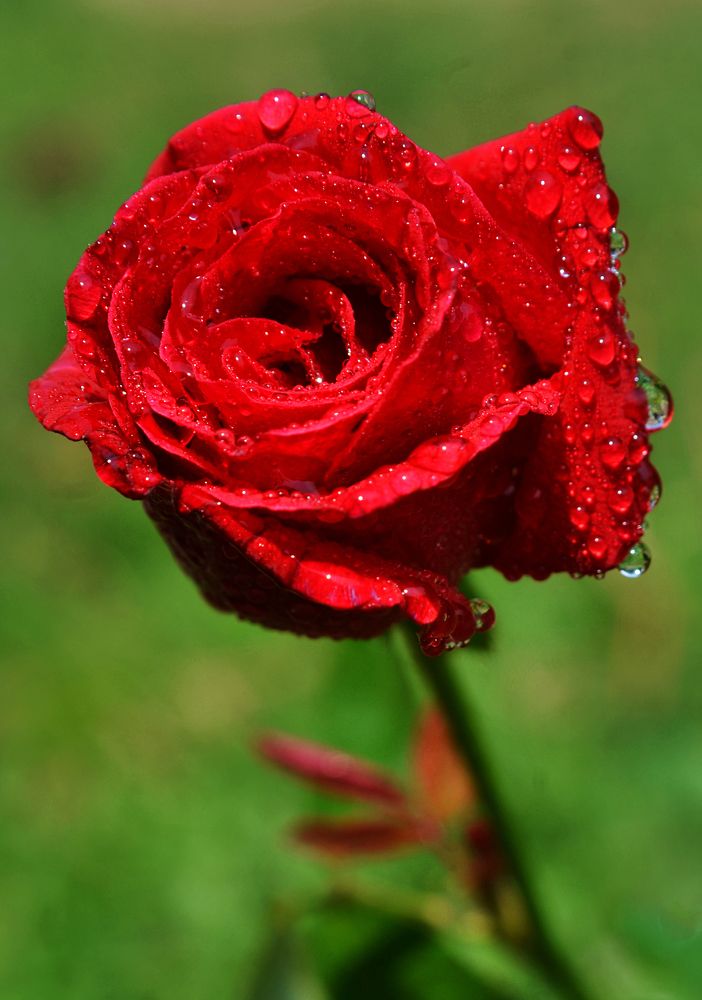 Photograph by CHINMOY BISWAS