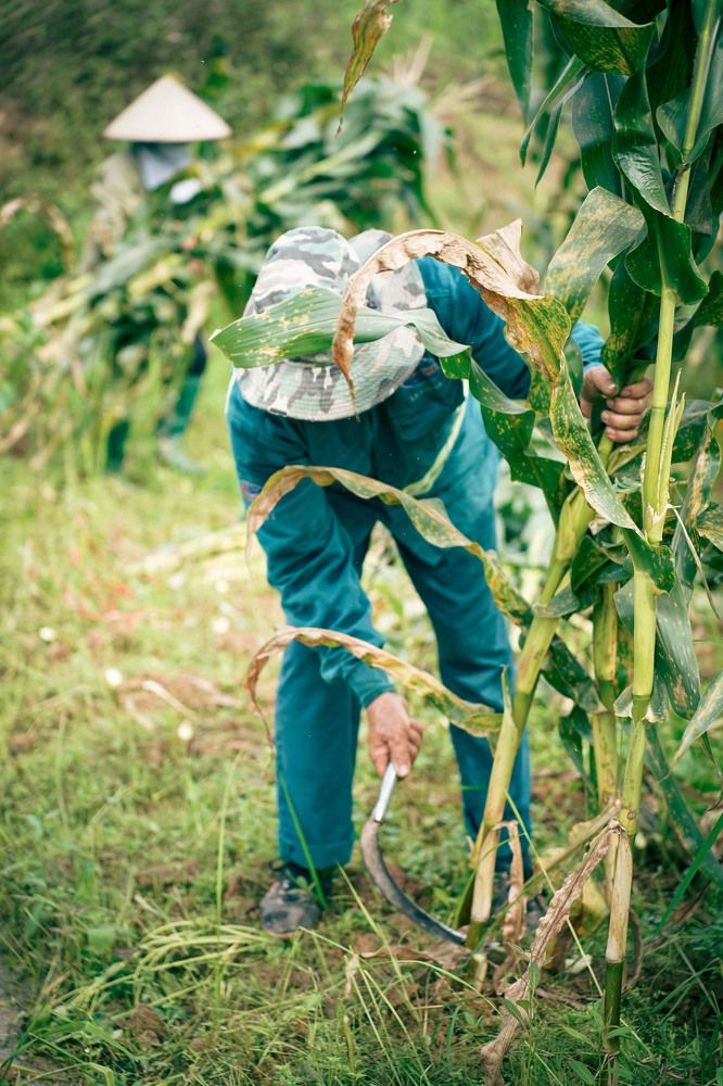 Фотография автора Luong Cung