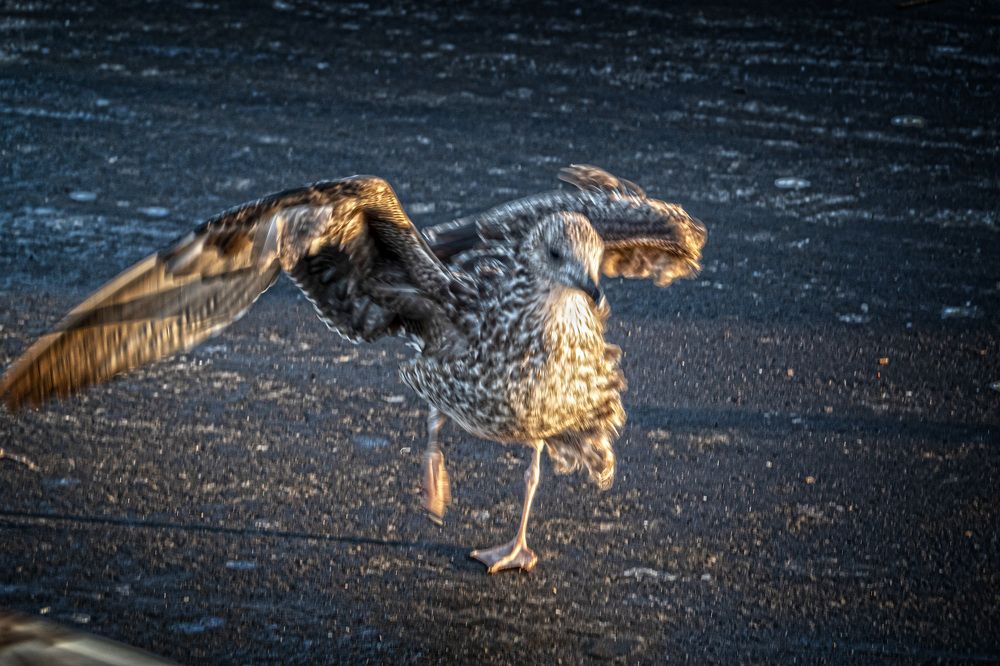 Photograph by Hanh P. T. Pham