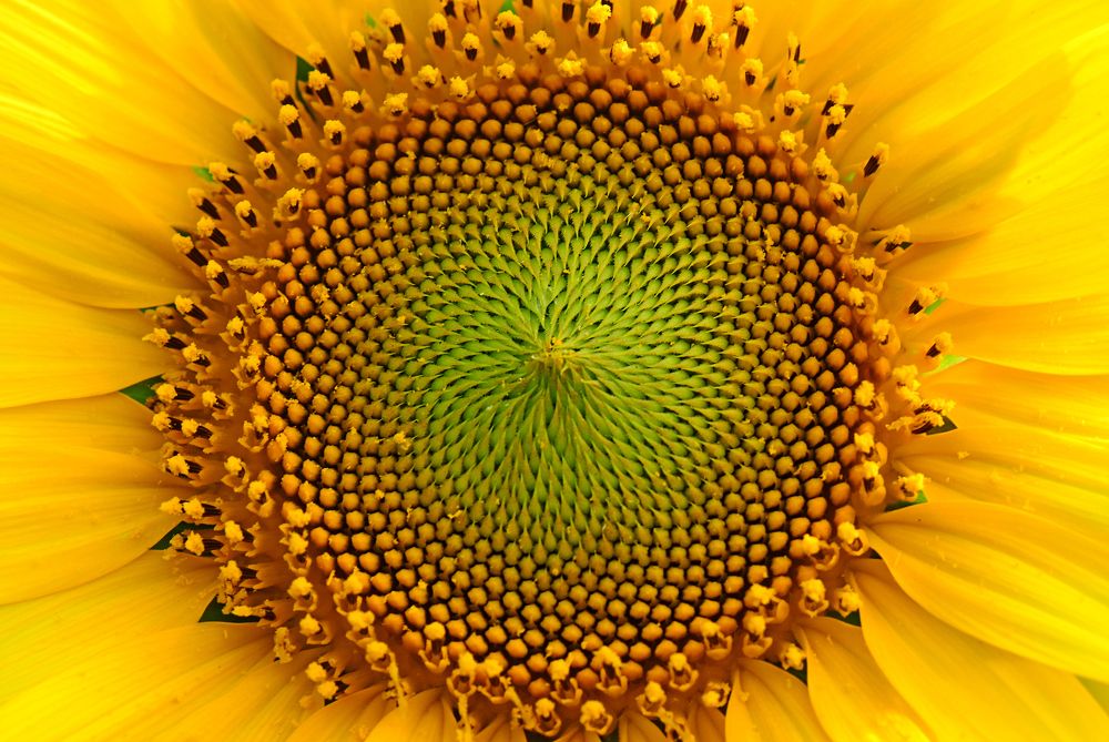 Photograph by CHINMOY BISWAS