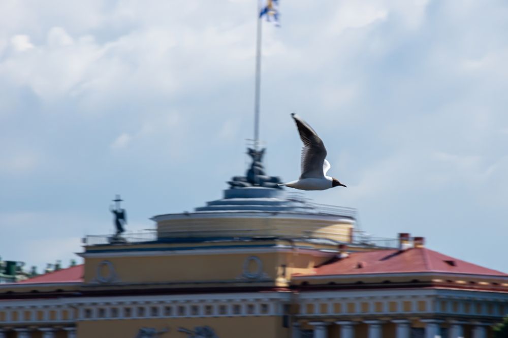 Над крышами Питербурга