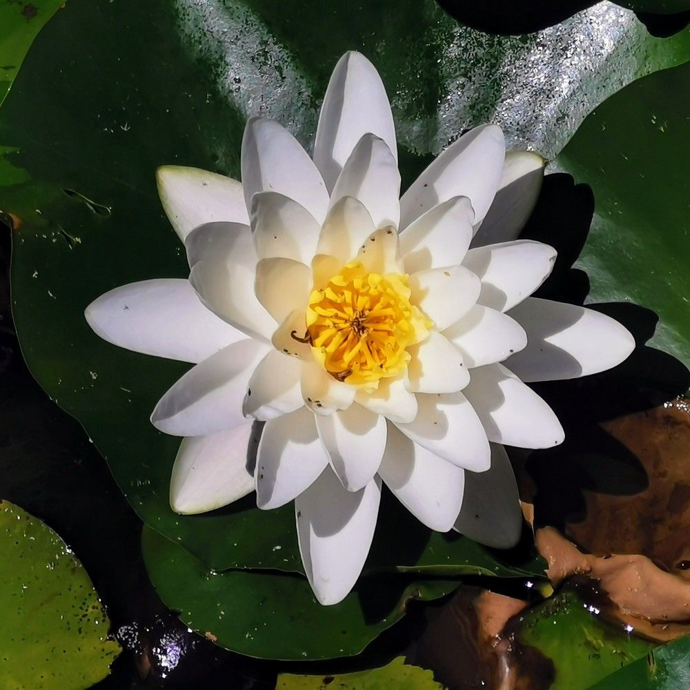 Photograph by Sebastian Aioani