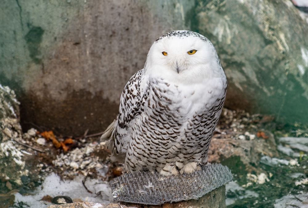 Photograph by Сергей Хранитель