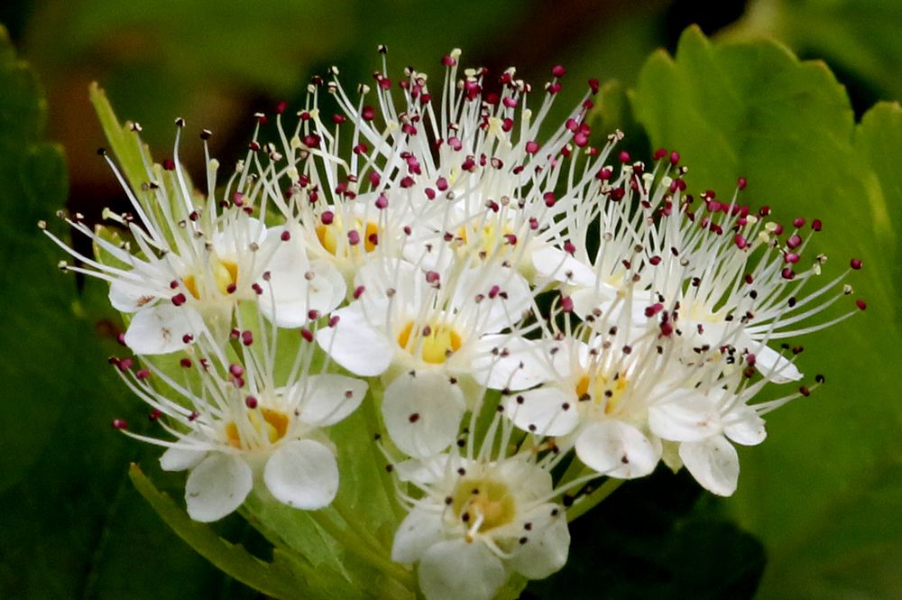 Фотография автора Николай Семенец