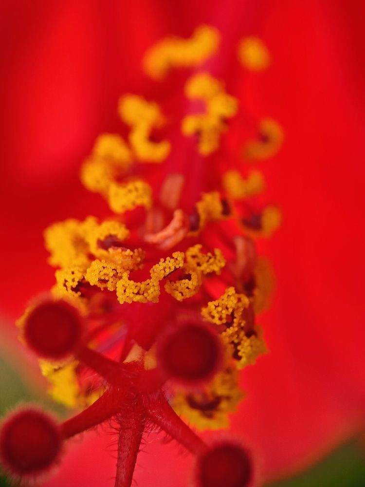 Crimson Explosion