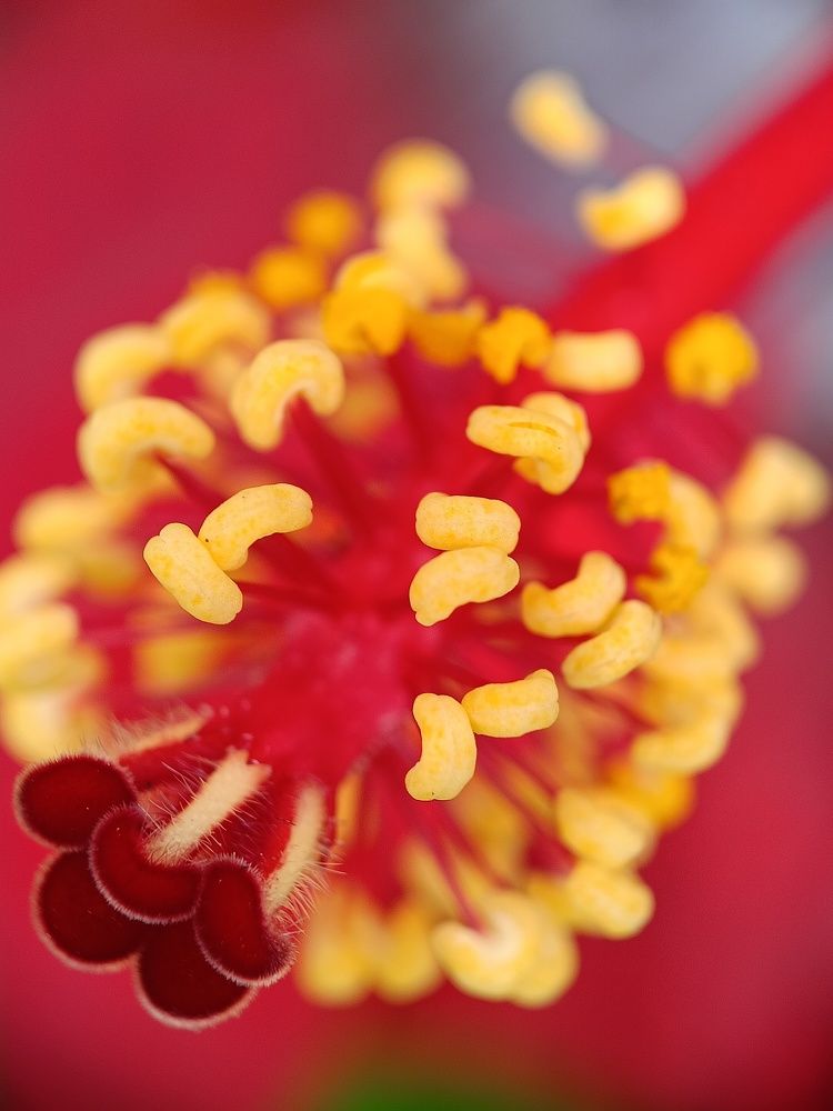Floral Fireworks