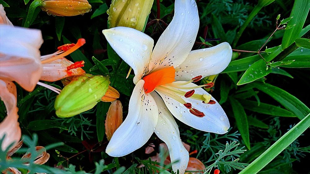 Photograph by Николай Худяков