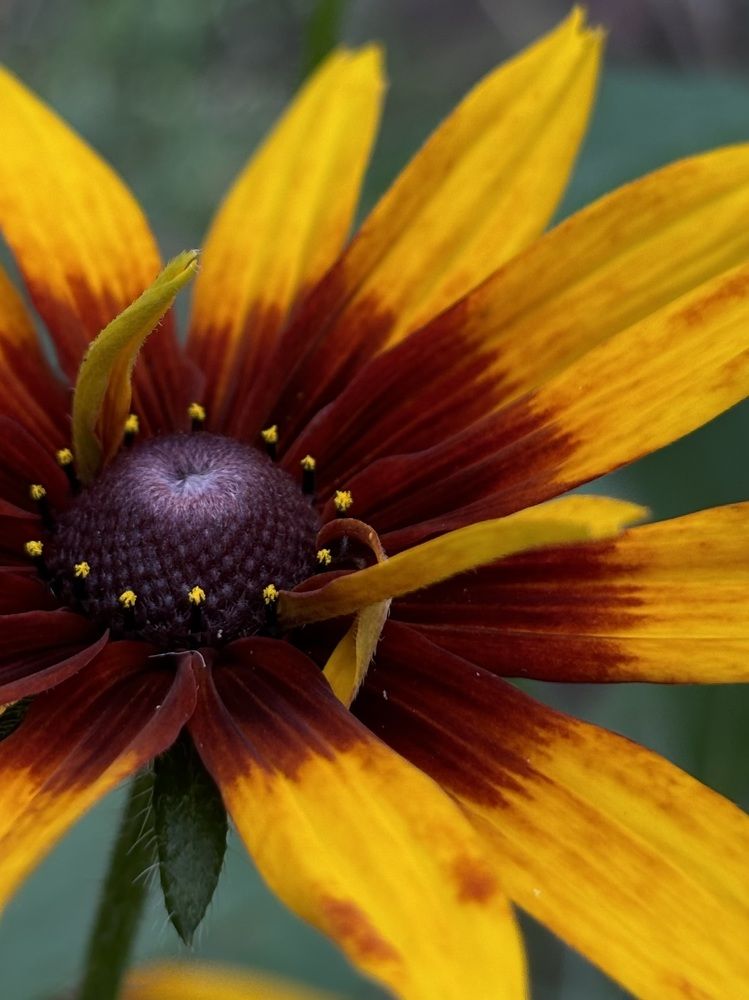 Photograph by Halina Mitsevich