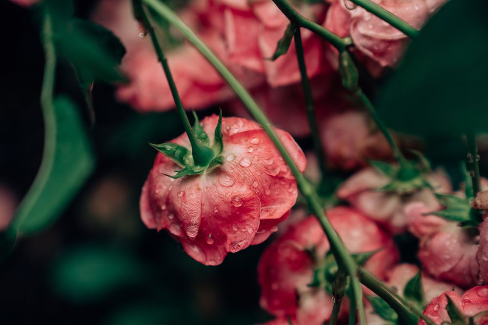 Photograph by Натали Захарова (Тай)