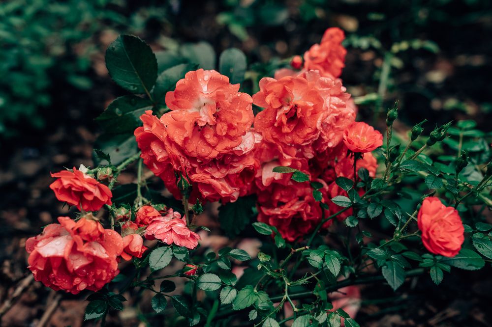 Photograph by Натали Захарова (Тай)