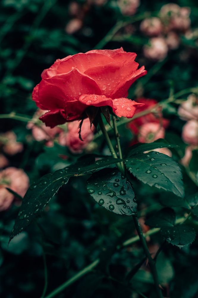 Photograph by Натали Захарова (Тай)