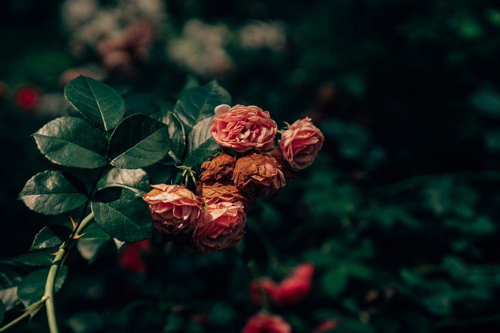 Photograph by Натали Захарова (Тай)