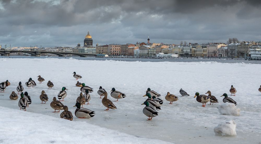 Утки на Неве