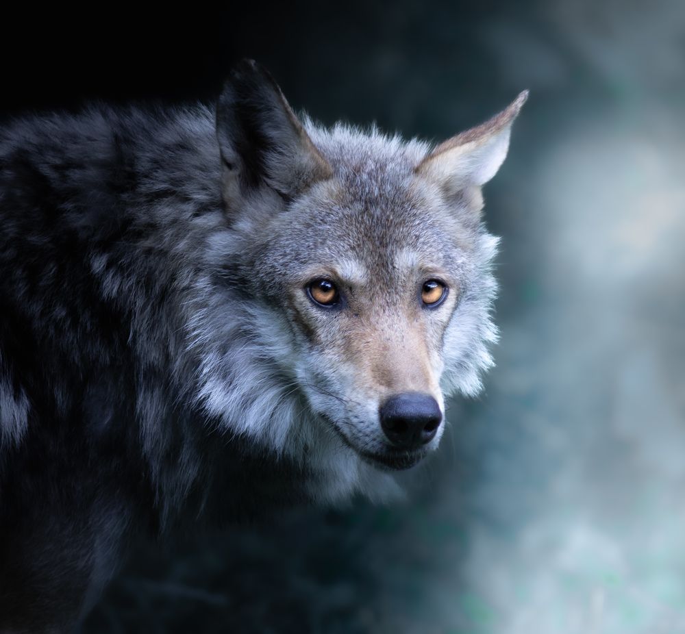 Фотография автора Dulac Anaïs