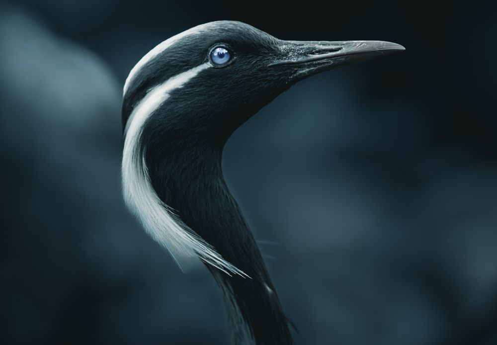 Фотография автора Dulac Anaïs