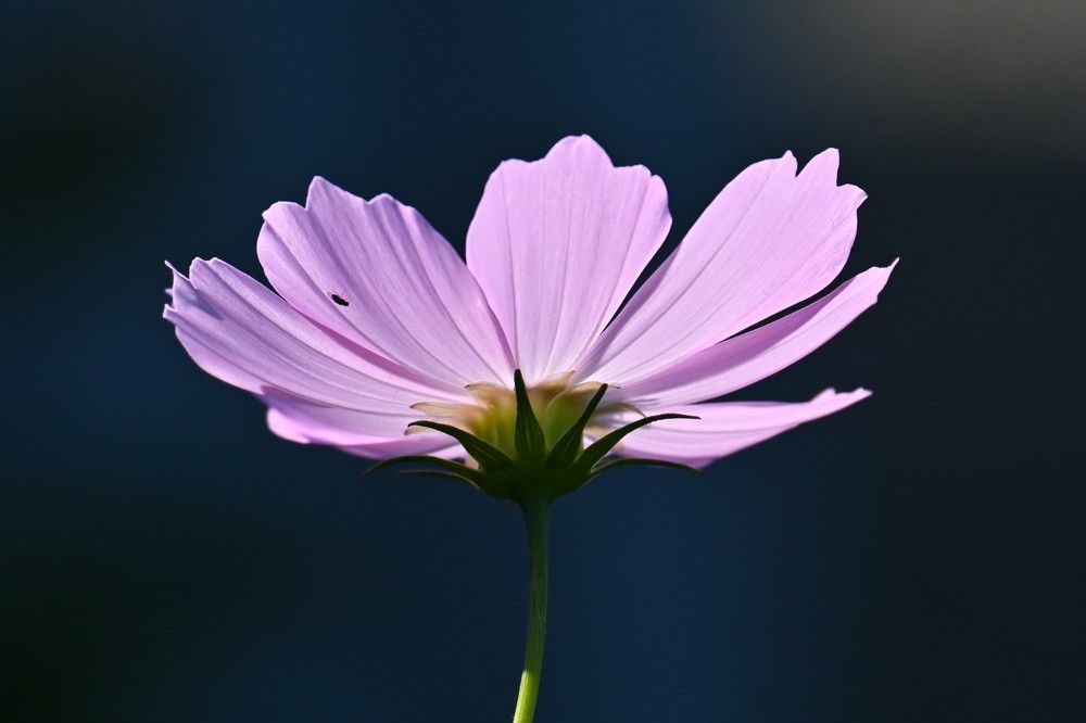 Фотография автора IRINA FILIPPOVA