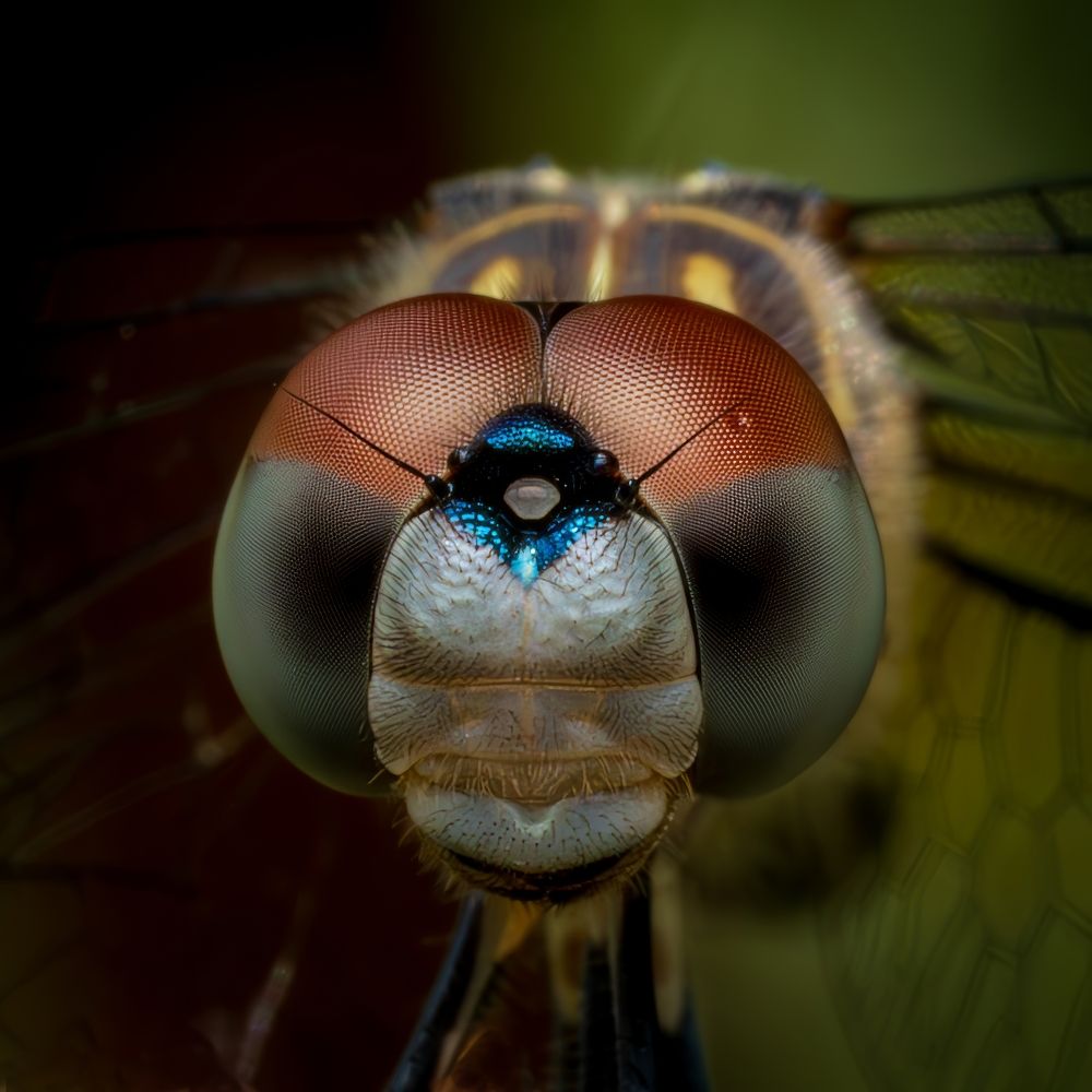 Photograph by Derek Moorse