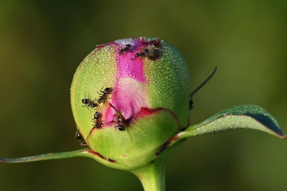 Фотография автора IRINA FILIPPOVA