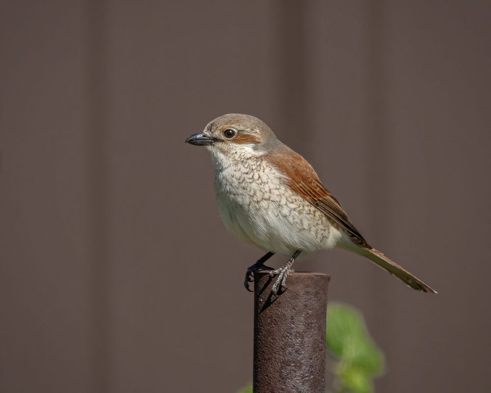 Самка обыкновенного жулана