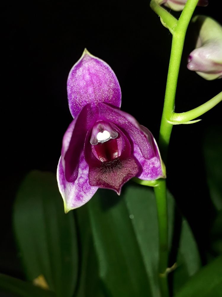 Purple Orchid