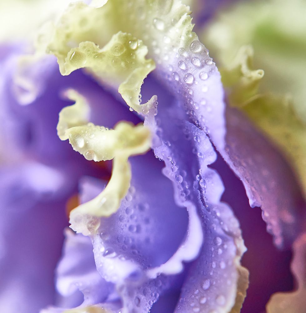 Photograph by Елена Гоосен