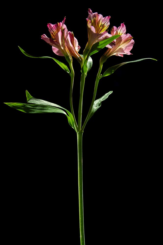 Photograph by Владимир Сакунов