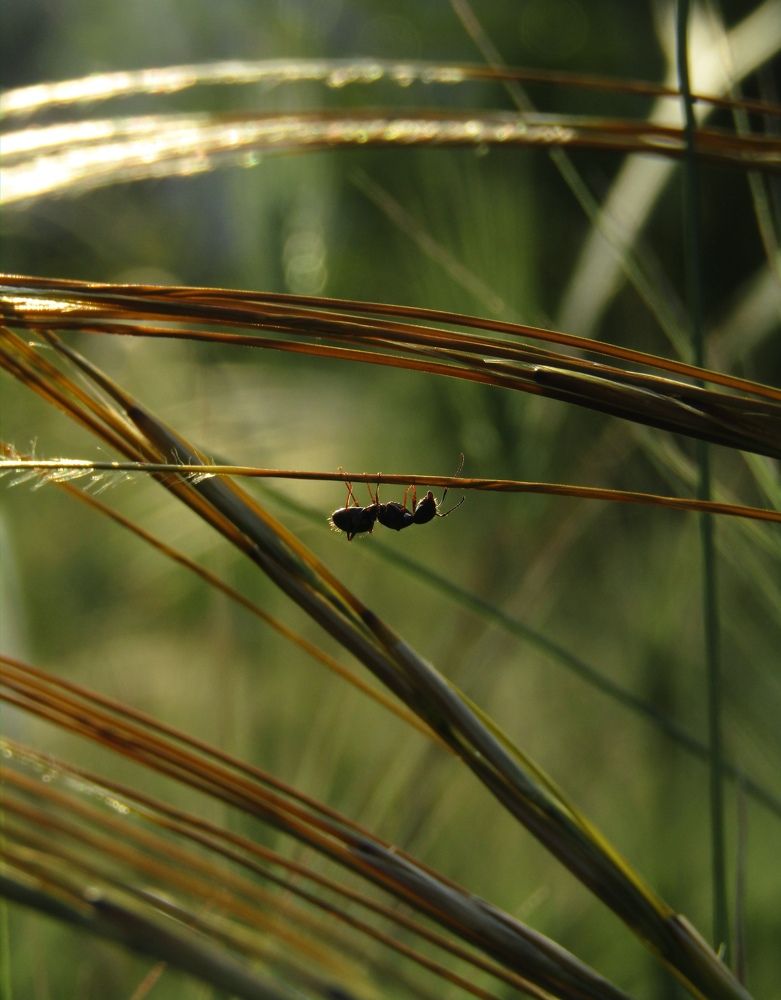 Фотография автора Лада Еремеева
