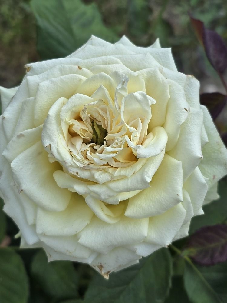 Photograph by Татьяна Дмитриева