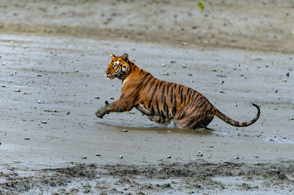 Photograph by Bibhas Deb