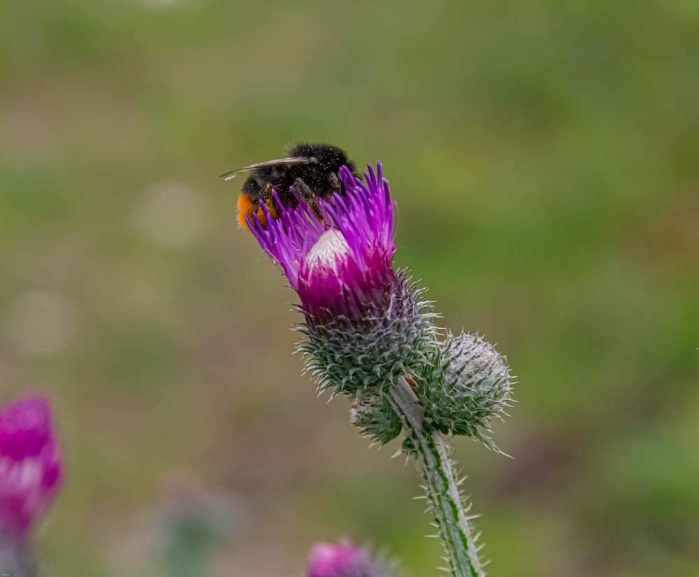 Photograph by Елена