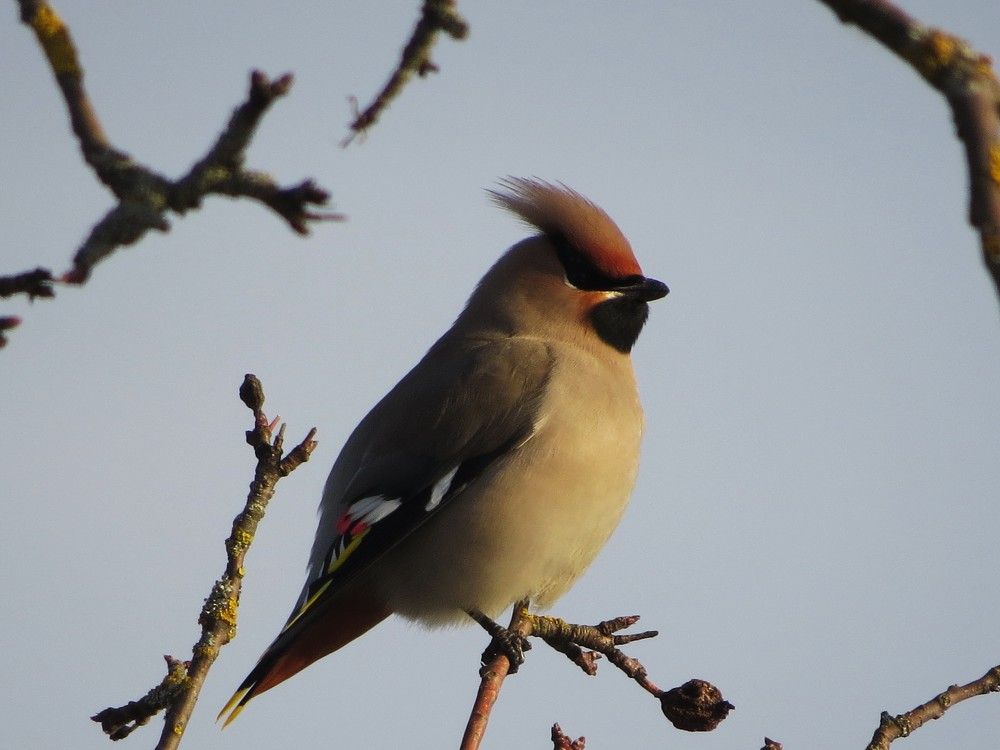 Свиристель