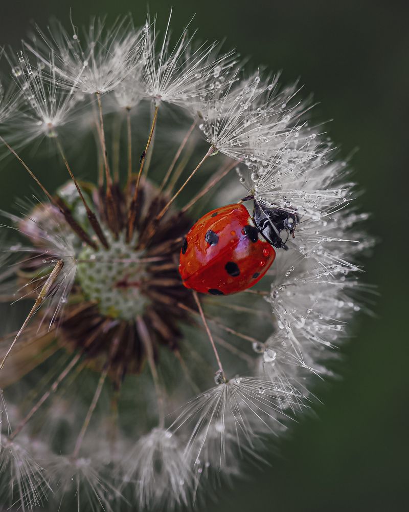 Photograph by Isaeva Maria