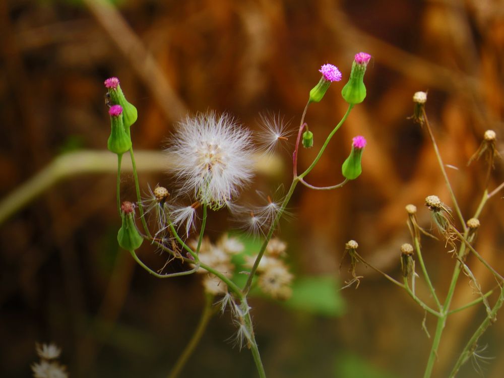 Фотография автора Asika mane