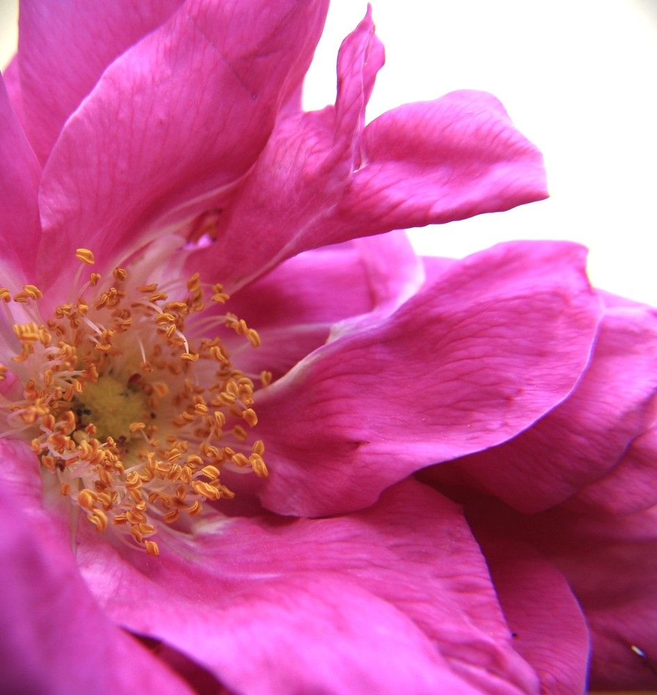 Фотография автора Светлана Терехова