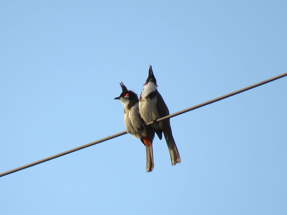Curious duo atop telecom lines