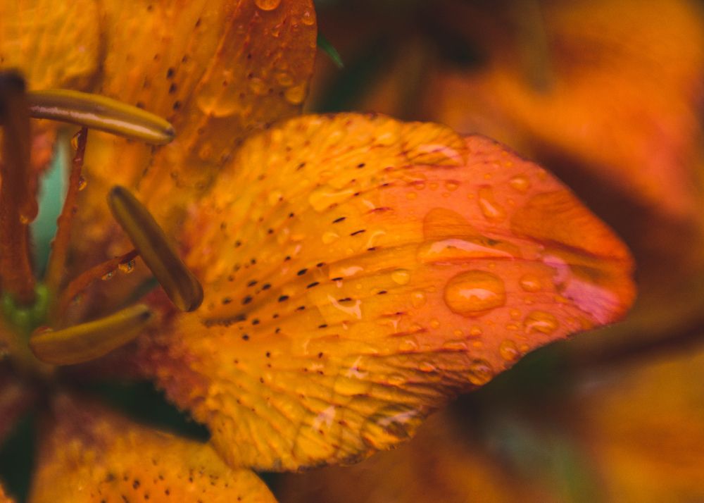 Photograph by Екатерина