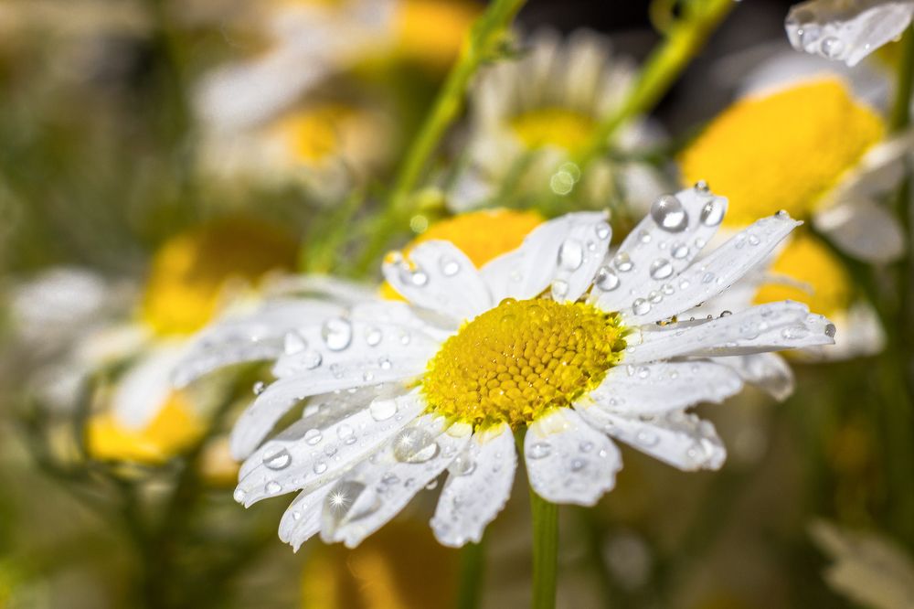 Photograph by Дина Горбачёва