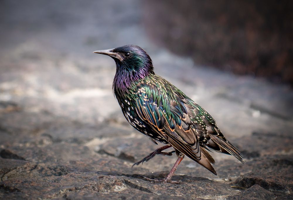 Photograph by Киркляускас Андрюс