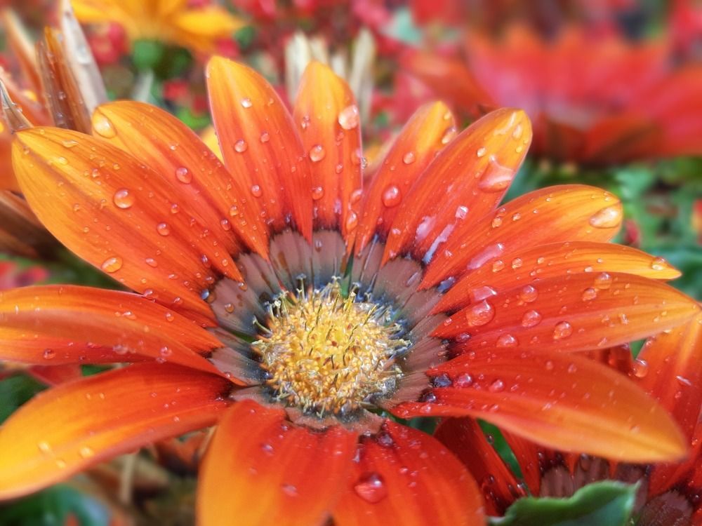 Фотография автора Светлана Дунаева