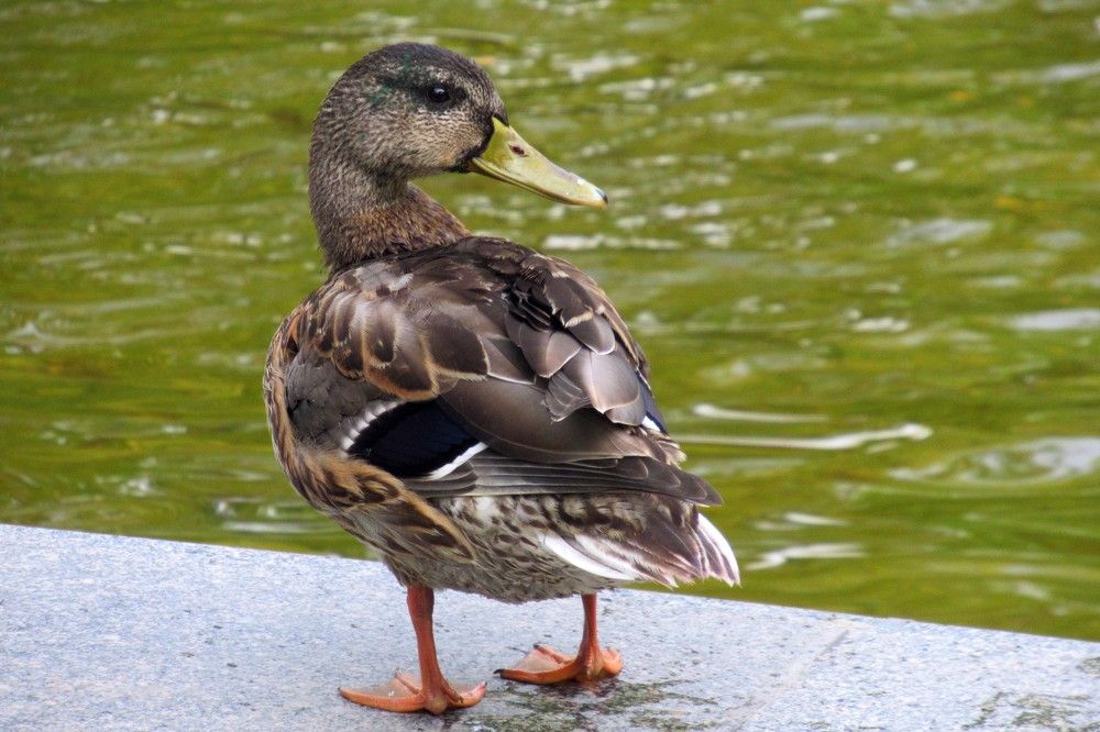 Photograph by Ольга Березовская