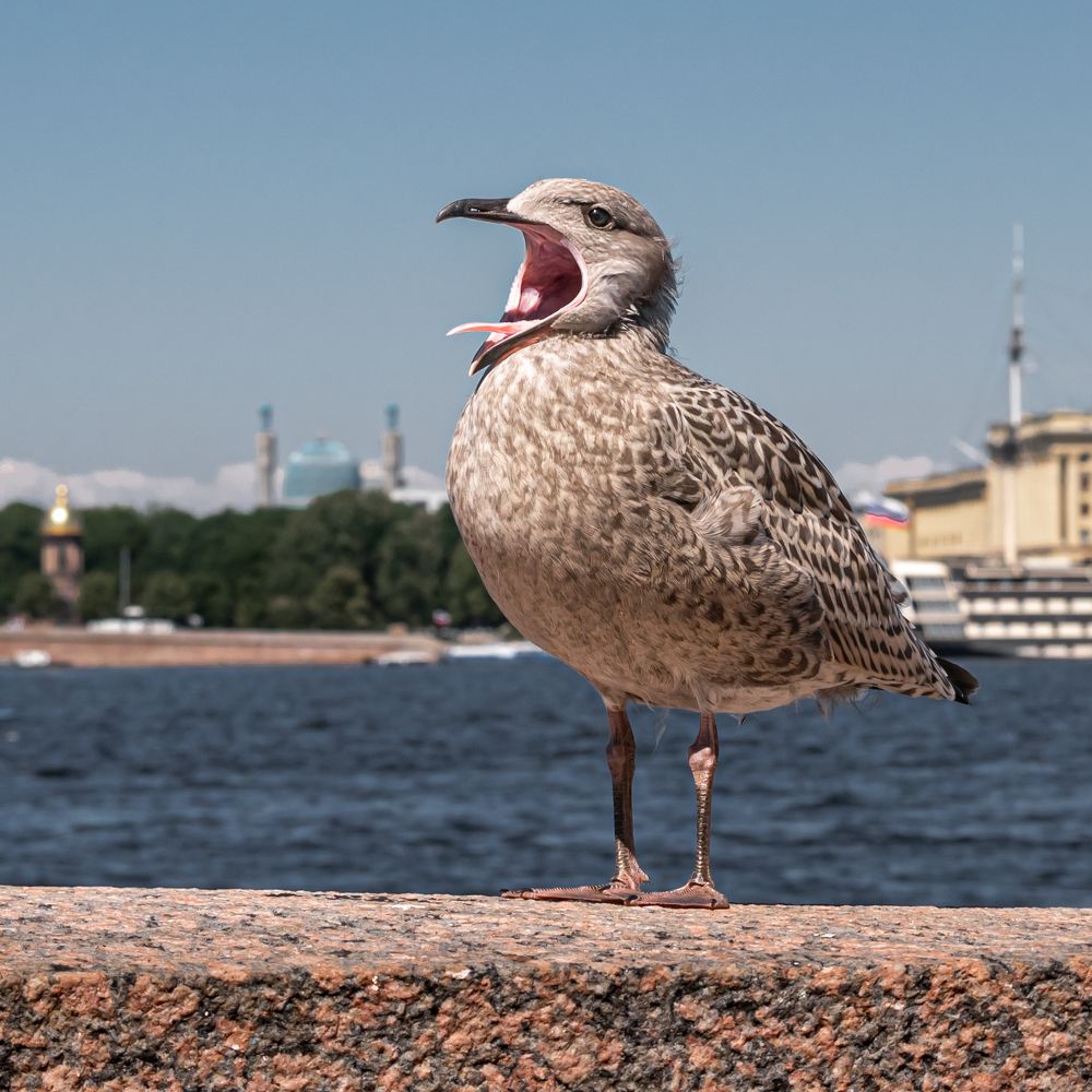 Чайка на Неве