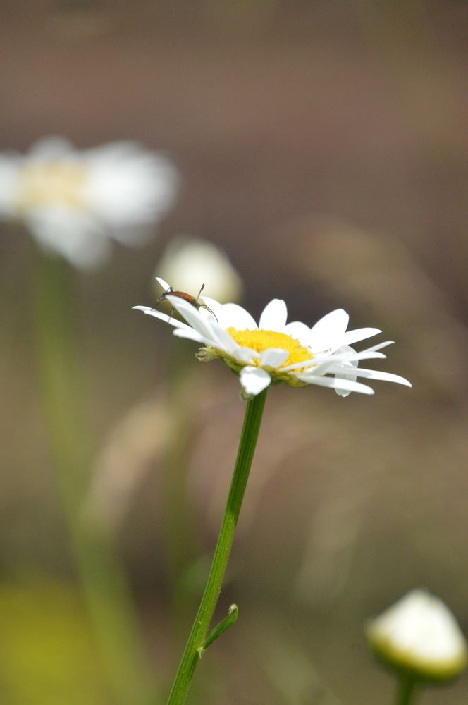 Photograph by Алёна Митькина
