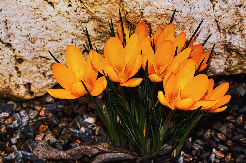 Crocuses