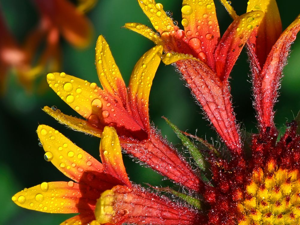 Photograph by  Сергей