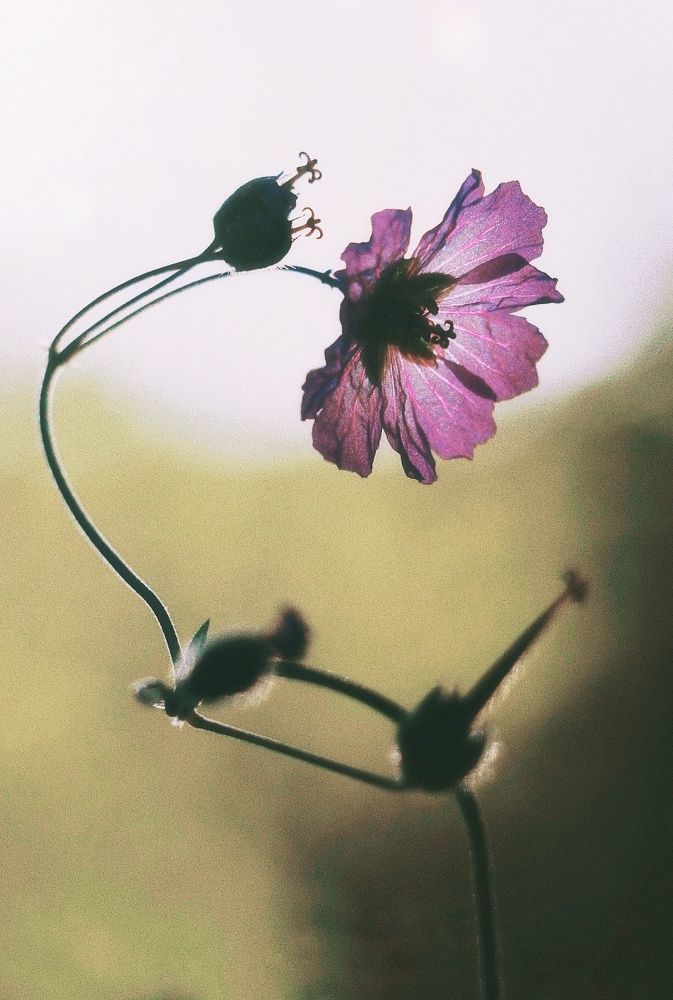 Photograph by safoura saeedi seta