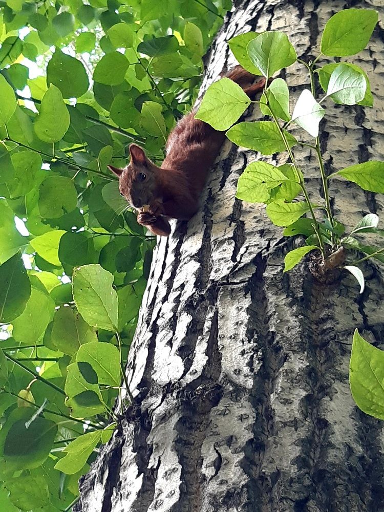 Фотография автора Наталья Шендяпина