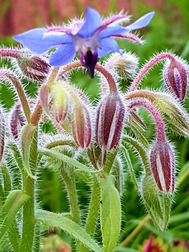 Photograph by Gabriela Parlea