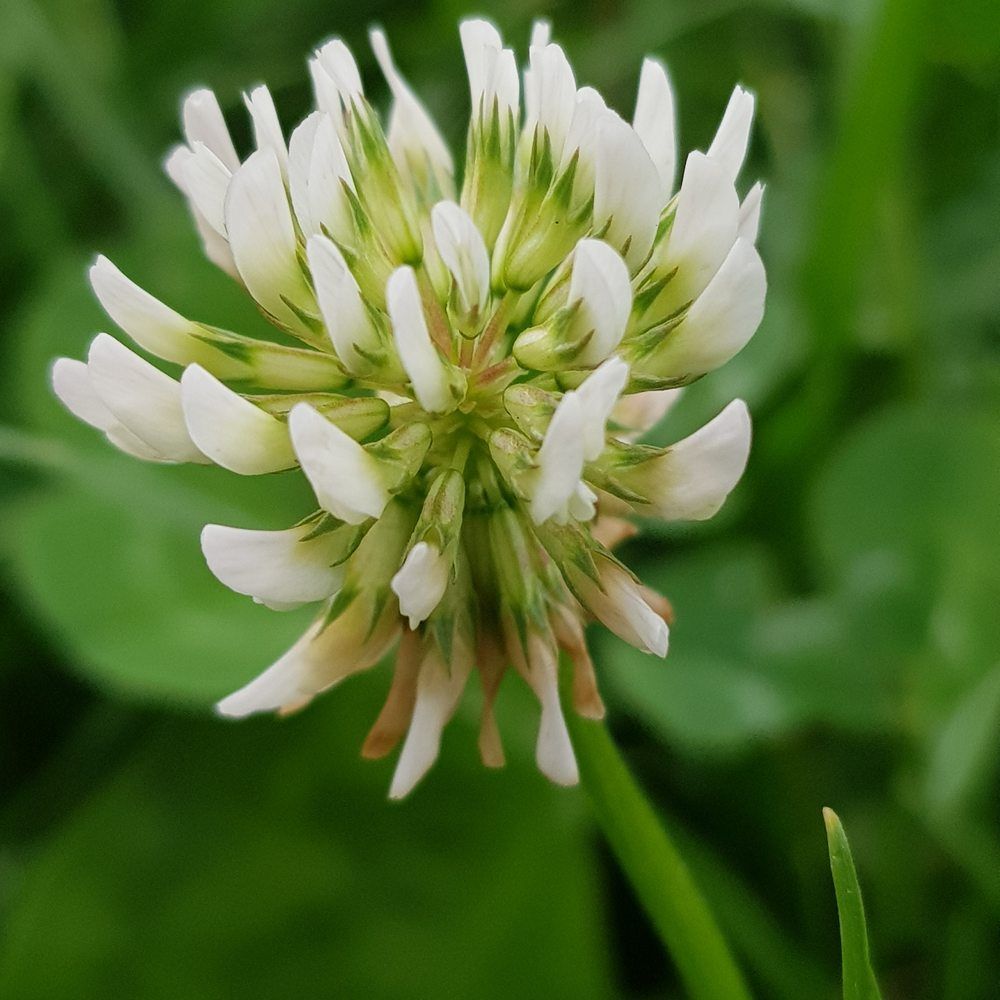 Photograph by Gabriela Parlea